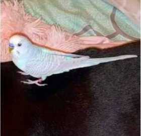 Lost Parakeet