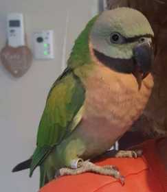 Lost Mustached / Moustached Parakeet