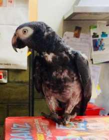 Lost African Grey