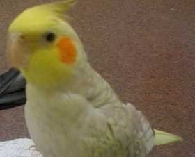 Lost Cockatiel