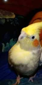 Lost Cockatiel