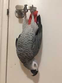 Lost African Grey