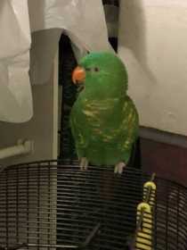 Lost Lory / Lorikeet