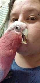 Lost Galah Cockatoo