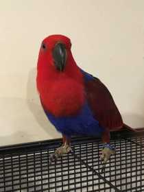 Lost Eclectus