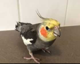 Lost Cockatiel