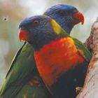 Lost Lory / Lorikeet