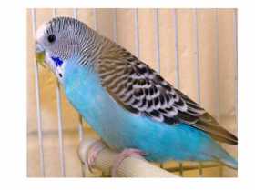 Lost Budgerigar