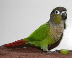 Lost Conure