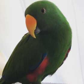 Lost Eclectus