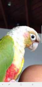 Lost Conure