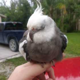 Lost Cockatiel