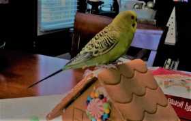 Lost Budgerigar