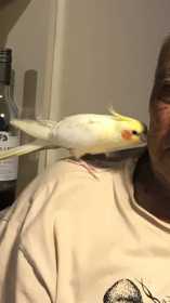 Lost Cockatiel