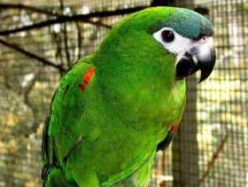 Lost Macaw