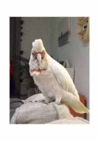 Lost Corella Cockatoo