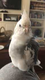 Lost Cockatiel