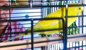 Lost Budgerigar