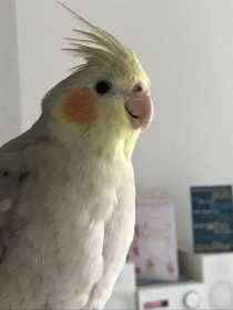 Lost Cockatiel