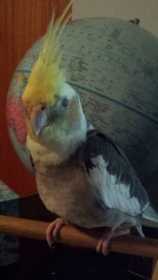 Lost Cockatiel