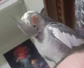 Lost Cockatiel