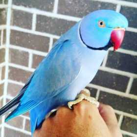 Lost African Ringneck Parakeet