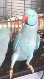 Lost Indian Ringneck Parakeet