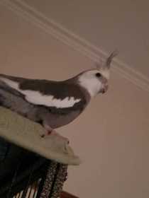 Lost Cockatiel