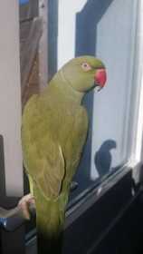 Lost Indian Ringneck Parakeet