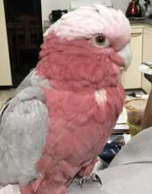 Lost Galah Cockatoo