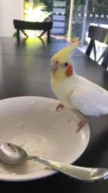 Lost Cockatiel