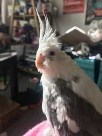 Lost Cockatiel