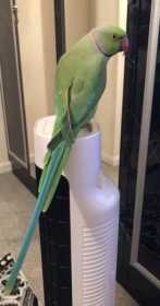 Lost Indian Ringneck Parakeet