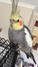 Lost Cockatiel