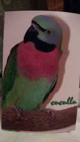 Lost Mustached / Moustached Parakeet