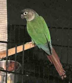 Lost Conure