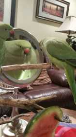 Lost Indian Ringneck Parakeet