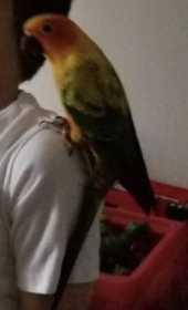 Lost Conure