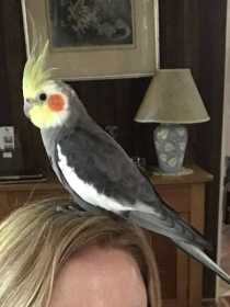 Lost Cockatiel