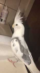 Lost Cockatiel