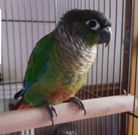 Lost Conure