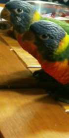 Lost Lory / Lorikeet