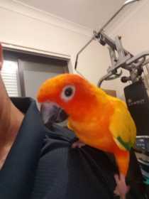 Lost Conure