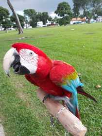 Lost Macaw