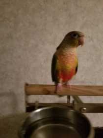 Lost Conure