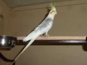 Lost Cockatiel