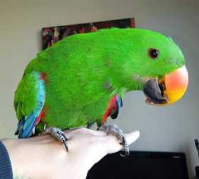 Lost Eclectus