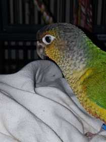 Lost Conure