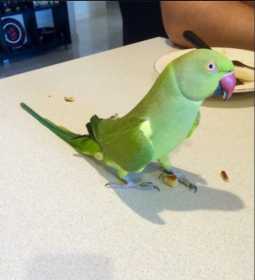 Lost Indian Ringneck Parakeet