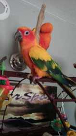 Lost Parakeet